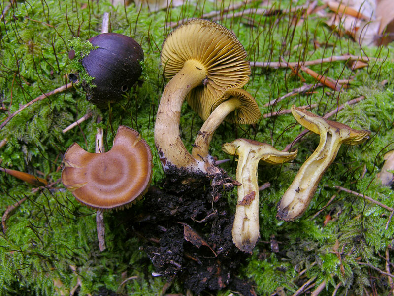 Cortinarius croceus?